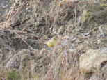 p1520199_1.jpg