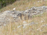p1520220_1.jpg