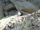 p1520247_1.jpg