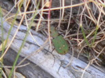 p1520271_1.jpg