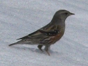 Accenteur alpin