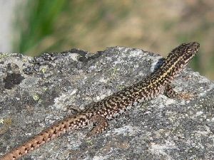 Lézard des murailles