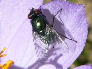 Mouche neomyia