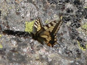 Machaon