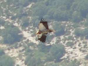 Vautour percnoptère