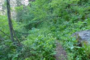 Sente dans la foret