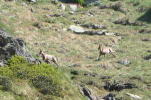 Isards