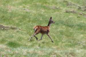 Biche